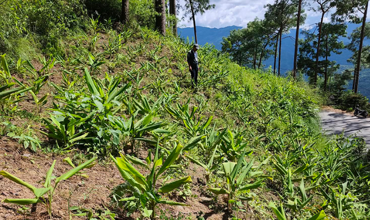 सडकका दुवैतर्फ बेसार खेती धनकुटामा