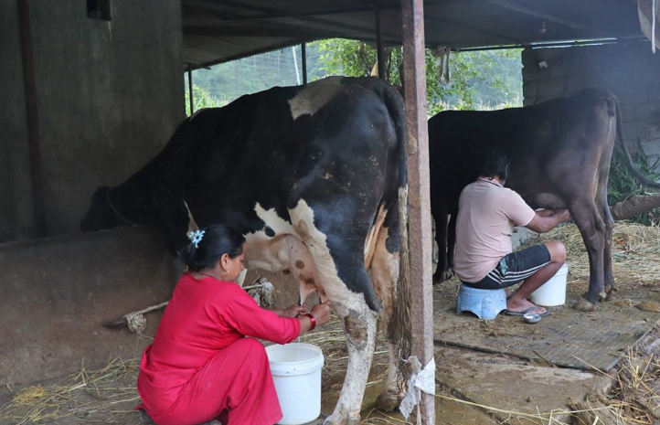 साउदीबाट फर्केर गाउँमै गाईभैंसीपालन व्यवसाय